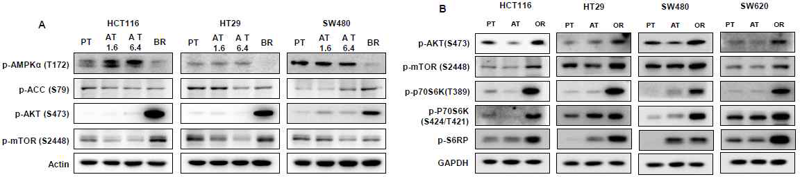 대장암 세포(HCT116, HT29 및 SW480)에서 AMPK/ACC 및 Akt/mTOR pathway에 utyrate-resistance가 미치는 영향(A)과 대장암 세포(HCT116, HT29, SW480 및 SW620)에서 Akt/mTOR pathway에 oxaliplatin-resistance가 미치는 영향(B)