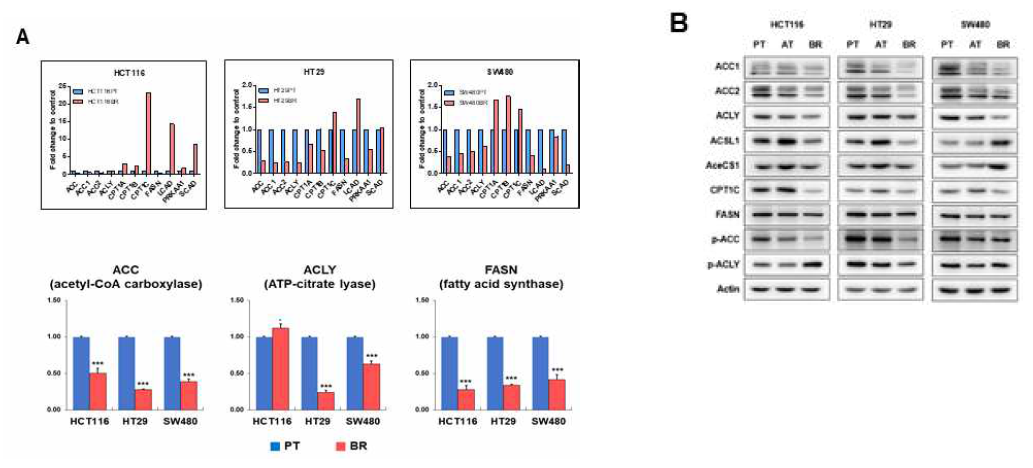 Butyrate 내성 획득에 따른 HCT116,, HT29 및 SW480 대장암 세포에서 지방산 합성에 관여하는 효소의 유전자(A) 및 단백질(B) 발현변화. Actin은 내부표준물질로 사용함