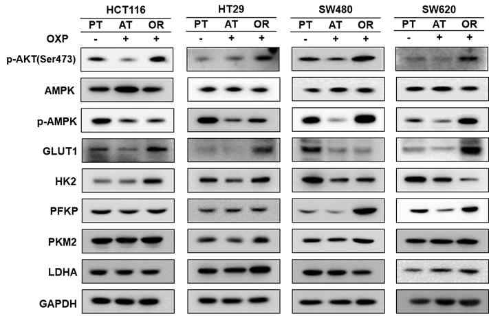 Oxaliplatin 내성 획득에 따른 HCT116, HT29, SW480 및 SW620 대장암 세포에서 포도당대사에 관여하는 효소의 발현변화