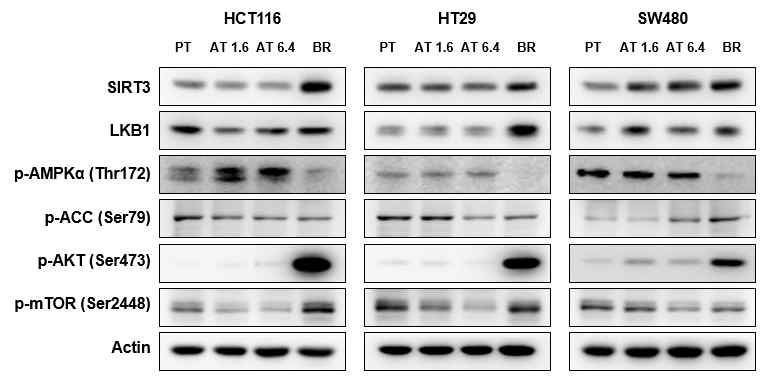 Butyrate 내성 획득에 따른 HCT116, HT29 및 SW480 대장암 세포에서 LKB1/AMPK/ACC와 Akt/mTOR pathway에 관여하는 인자의 단백질 발현변화