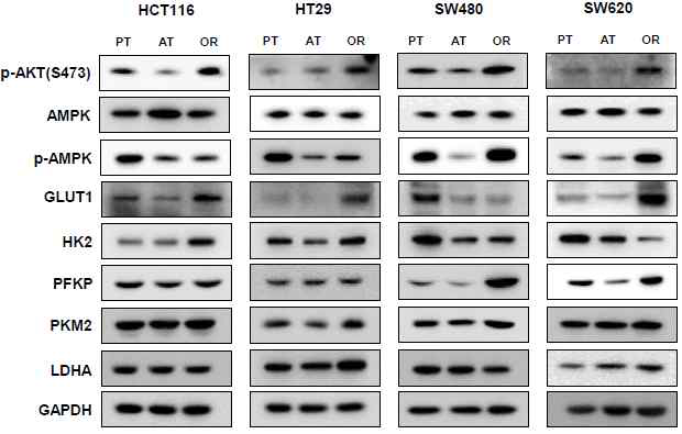 Oxaliplatin 내성 획득에 따른 HCT116, HT29, SW480 및 SW620 대장암 세포에서 Akt/mTOR pathway에 관여하는 인자의 단백질 발현변화