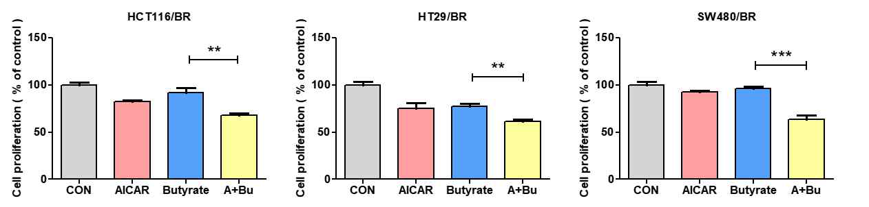 Butyrate 내성 HCT116, HT29 및 SW480 대장암 세포에서 AMPK 활성에 따른 세포증식 억제 효과 고찰