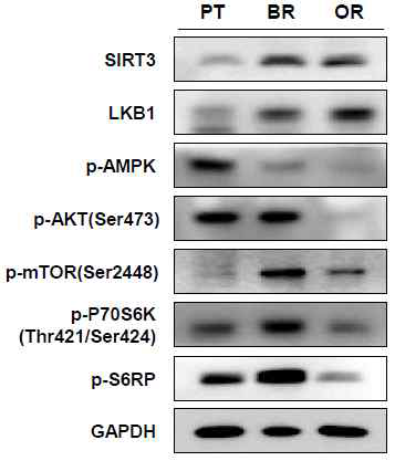 HCT116 xenograft 모델(PT, BR, OR)에서 Akt-mTOR pathway에 관여하는 단백질 발현 변화