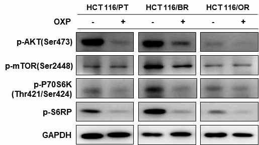 HCT116/PT, HCT116/BR 및 HCT116/OR 대장암 세포 xenograft nude mouse 종양 조직의 Akt-mTOR 신호 억제
