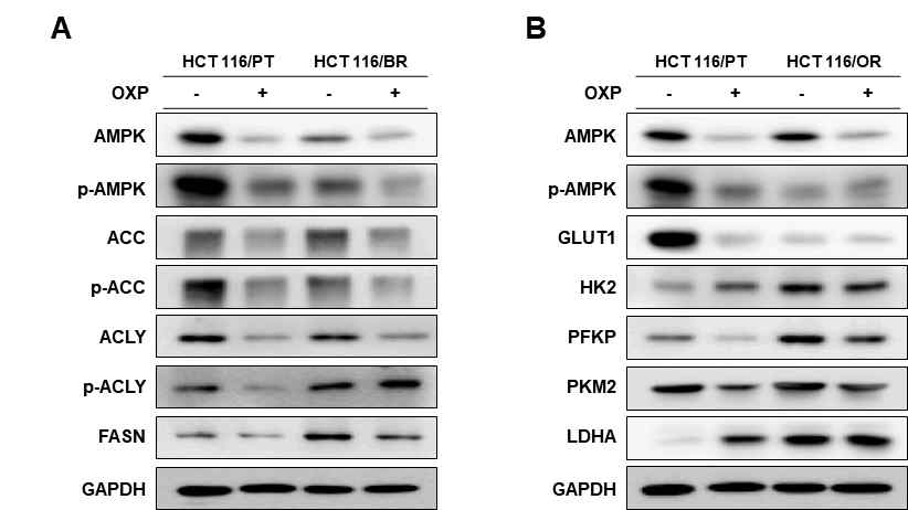 HCT116/PT, HCT116/BR 및 HCT116/OR 대장암 세포 xenograft nude mouse 종양 조직의 포도당 대사에 관련된 단백질의 발현과(A), 지질 대사에 관련된 단백질 발현(B)