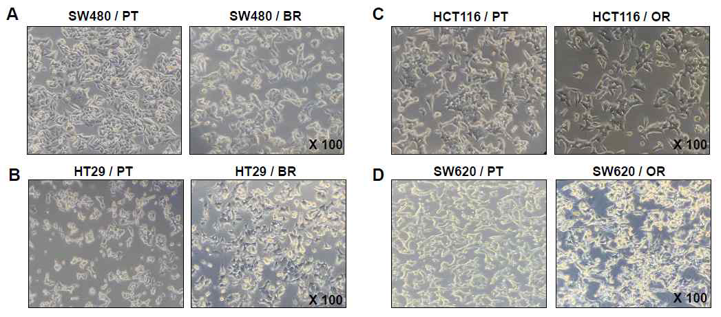 대장암 세포, SW480(A) 및 HT29(B) cell에 butyrate를 처리하여 butyrate 내성 대장암 세포 확립. HCT116(C) 및 SW620(D) cell에 항암제 oxaliplatin을 처리하여 oxaliplatin 내성 대장암 세포 확립
