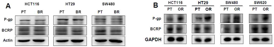 대장암 세포, HCT116, HT29 및 SW480 PT 및 BR 세포(A)와 HCT116, HT29, SW480 및 SW620 PT 및 OR 세포 (B)에서 P-glycoprotein (P-gp)와 breast cancer resistant protein(BCRP)의 단백질 발현변화