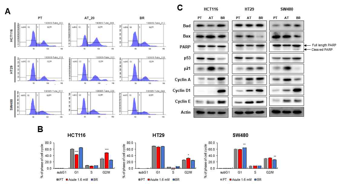 HCT116, HT29 및 SW480 PT, 각 PT cell에 1.6mM butyrate를 24 시간 처리한 AT 및 BR 대장암 세포에서 FACS analysis 및 각 주기에 관련된 단백질 발현변화