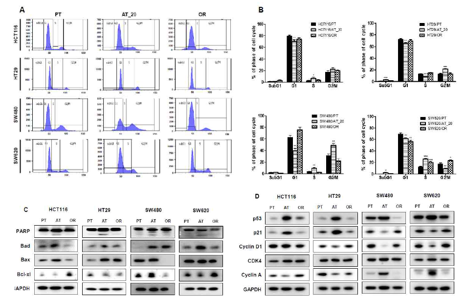 HCT116, HT29, SW480 및 SW620 PT 및 OR 대장암 세포와 HCT116, HT29, SW480 및 SW620 PT cell에 oxaliplatin 20μM을 24시간 acute하게 처리한 세포(AT)에서 FACS analysis 후 세포주기 변화와 단백질 발현변화