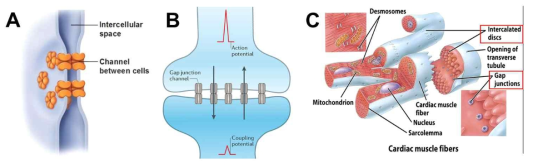 (A) GJC는 두 세포막을 투과하여 인접한 두 세포의 세포질을 연결하는 통로를 형성한다. (B) 전기적 시냅스의 모식도(Pereda et al., 2014). GJC는 시냅스의 핵심 기능을 담당한다. (C) 심근섬유의 모식도(Principles of Anatomy and Physiology, 2006 John Wiley & Sons). 심근세포간 GJC를 통한 나트륨의 확산으로 심근 수축이 일어난다