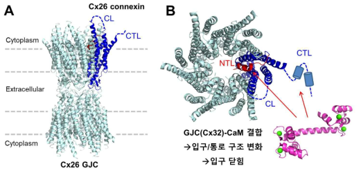 (A) Cx26 GJC의 고해상도 구조. 하나의 Cx26 connexin만 대표적으로 파란색으로 표시하였다. 모든 connexin에 잘 보존된 N말단영역(NTL)을 빨간색으로 표시하였다. Cx26은 인간의 21개 connexin들 중 가장 단순한 connexin으로서 가장 짧은 세포질영역(CL)과 C말단영역(CTL)을 가지고 있다. (B) Cx32 GJC와 CaM(자주색)과의 상호작용 예측도