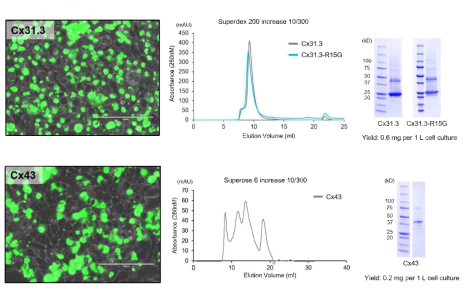 Cx31,3 hemichannel과 Cx43 GJC의 발현 및 정제