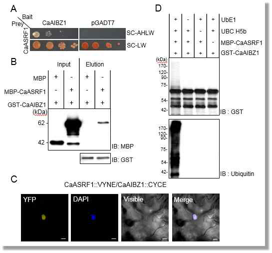 Interaction between CaAIBZ1 and CaASRF1