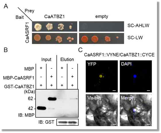 Interaction between CaATBZ1 and CaASRF1