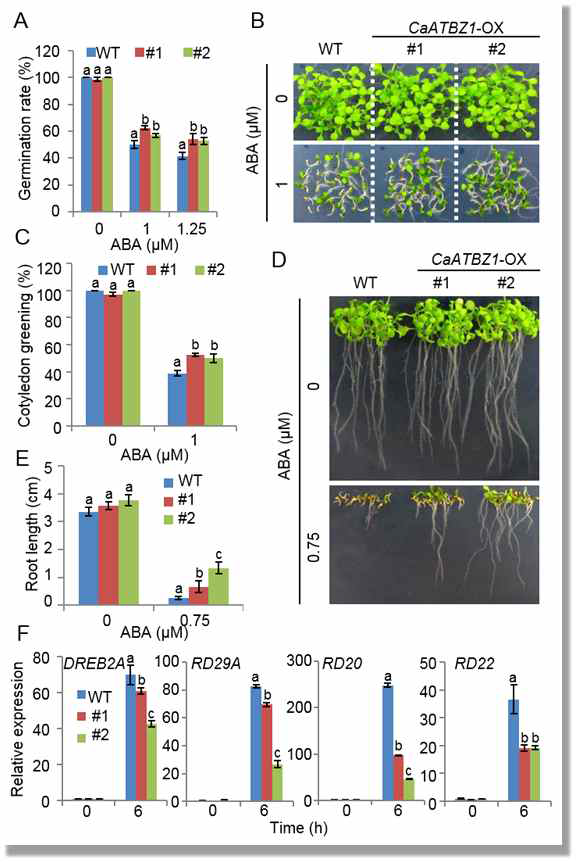 Reduced sensitivity of CaATBZ1-OX plants to abscisic acid