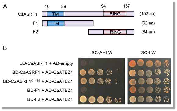 Interaction between CaATBZ1 and truncated form of CaASRF1