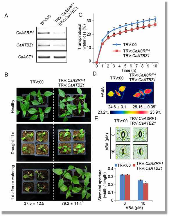 Enhanced tolerance of CaASRF1/CaATBZ1-silenced pepper plants to derought stress