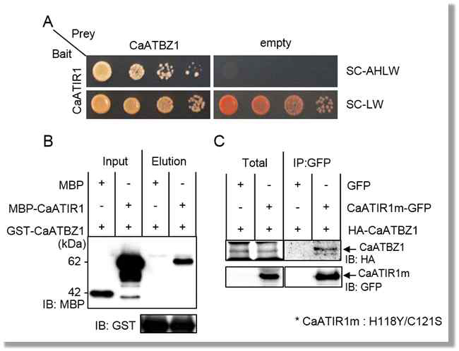 Interaction between CaATBZ1 and CaATIR1