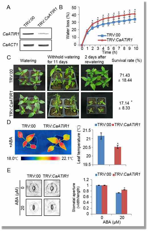 Reduced tolerance of CaATIR1-silenced pepper plants to drought stress