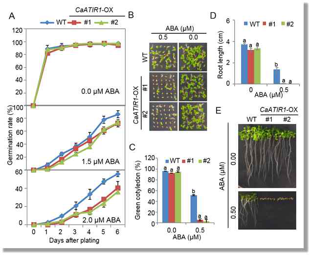 Enhanced sensitivity of CaATIR1-OX plants to abscisic acid