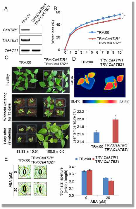 Enhanced tolerance of CaATIR1/CaATBZ1-silenced pepper plants to drought stress