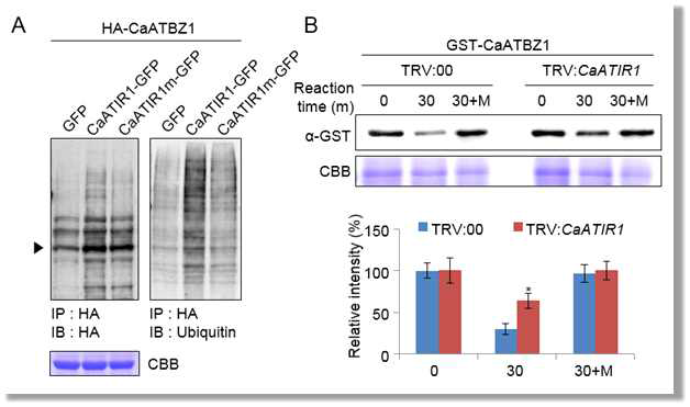 Regulation of CaATBZ1 stability via CaATIR1