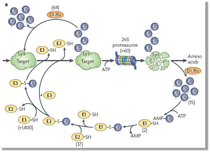 Ubiquitination