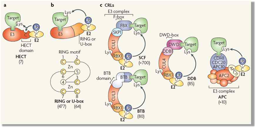 E3 ligases: single and multi subunit