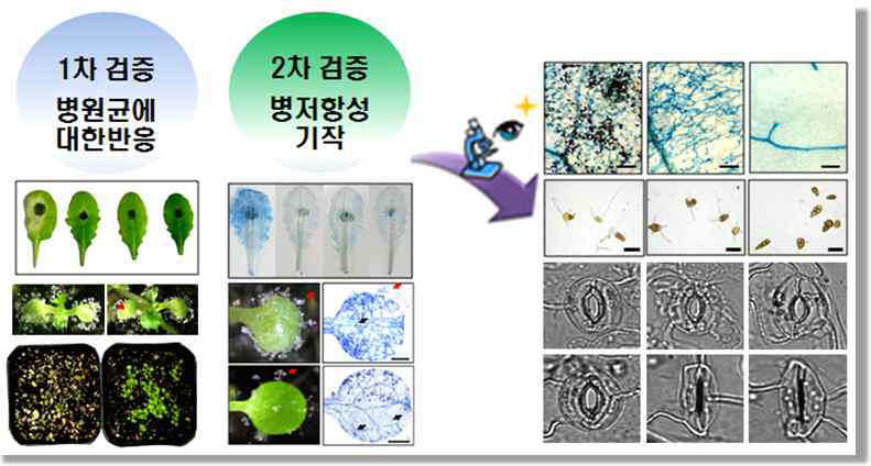 과발현 식물체를 이용한 병 저항성 검증