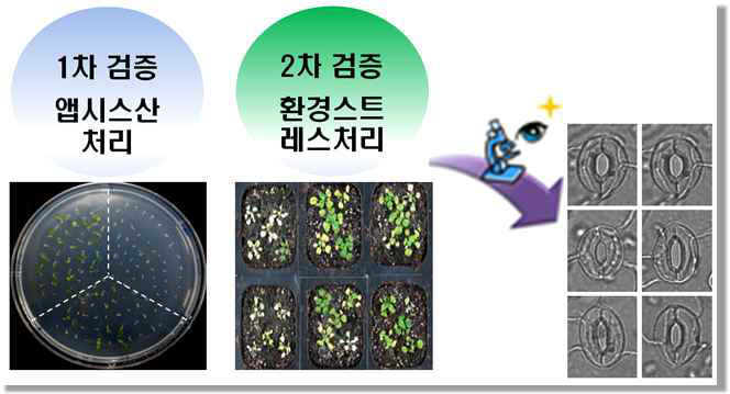 식물체를 이용한 환경스트레스 내성 검증