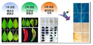 VIGS를 이용한 고추에서의 병 저항성 검증