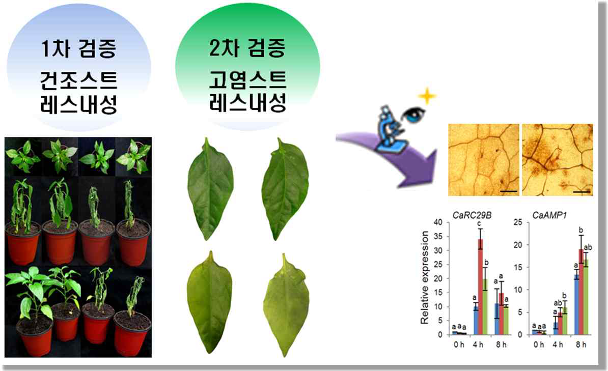 VIGS를 이용한 고추에서의 환경스트레스 내성 검증