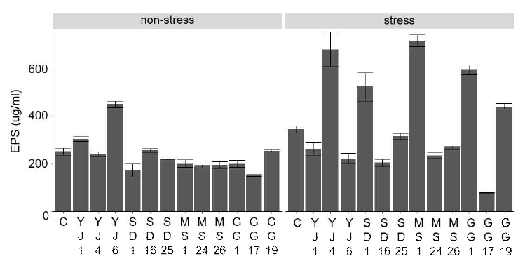 선별된 12개 균주의 (좌) 대조 환경과 (우) 수분스트레스 환경에서 측정된 EPS 생성량. C: Control