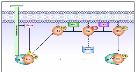 RhoGDI1에 의한 RhoGTPase 활성 조절