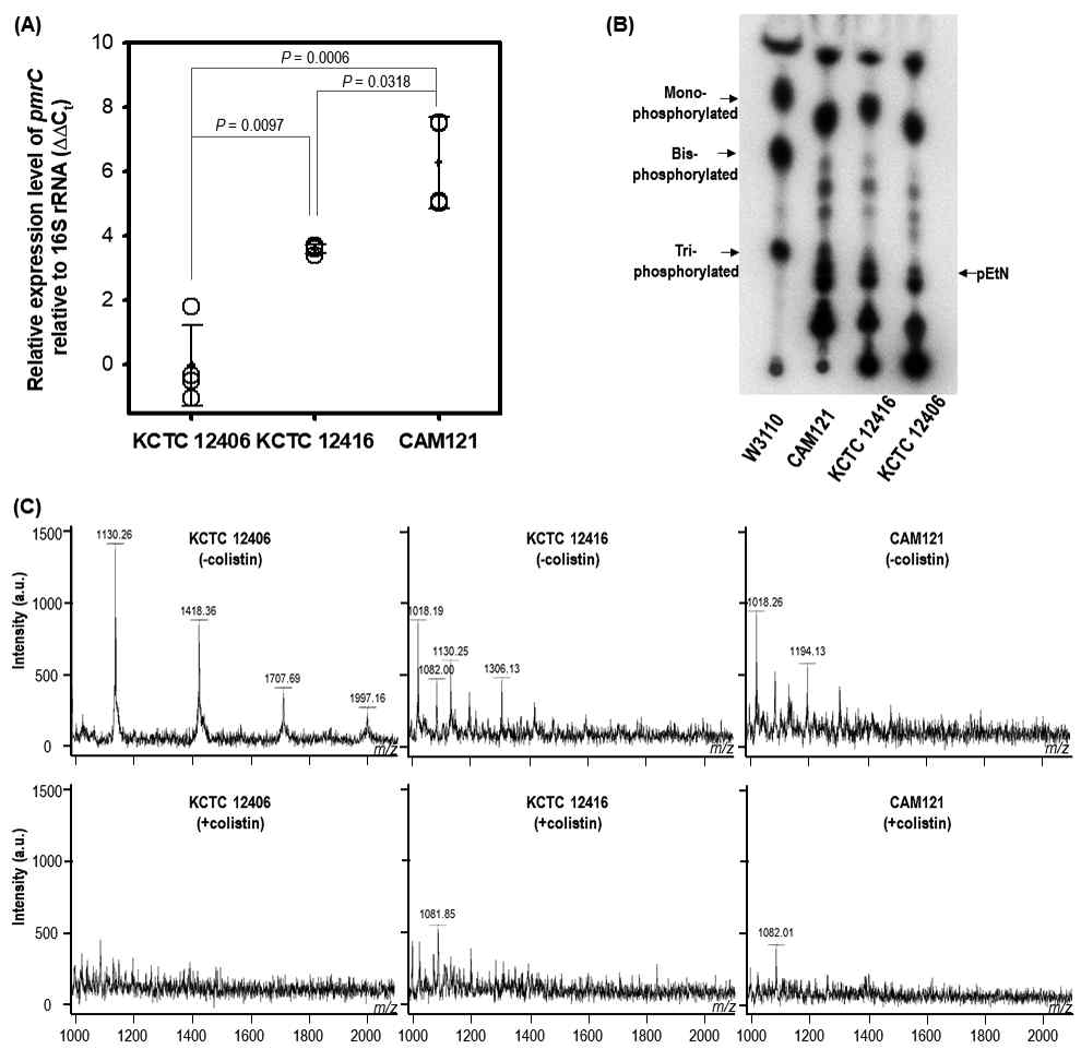 RT-PCR of pmrC transcript and lipid A analysis. (A) Expression levels of pmrC relative to 16S rRNA genes at the sampling time of 3 h during cultivation of the three strains CAM121, KCTC 12416, and KCTC 12406. Statistically significant differences between the DDCt values of the strains were determined by two-tailed t-tests with P values of less than 0.05. n = 4 independent experiments. (B) A silica gel thin-layer chromatography of [32P] orthophosphate-labeled lipid A extracts from the three strains. E. coli strain W3110 was included as the reference strain for identification of mono-, bis-, and tri-phosphorylated lipid A positions. The position of phosphoethanolamine (pEtN)-modified lipid A is shown by an arrow at the right of the gel. (C) MALDI-TOF mass spectra of lipid A extracts obtained from the three strains treated (+) or untreated (-) with 10 mg/mL colistin for 1 h at the time of 3 h during cultivation in 10 mL LB broth with aeration at 37 ºC