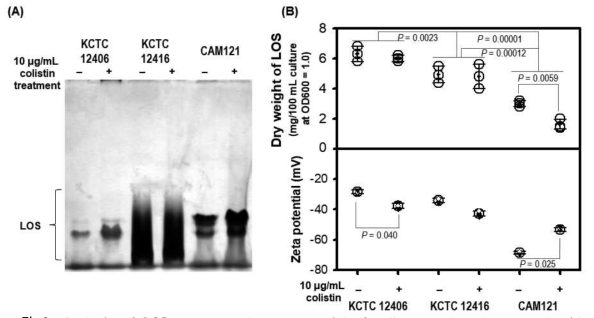 Analysis of LOS content and zeta potential of cells treated and untreated with colistin. (A) DOC PAGE analysis of LOS extracts (50 mg/lane by dry weight) obtained from three strains CAM121, KCTC 12416, and KCTC 12406 treated and untreated with colistin (10 mg/mL) for 1 h during exponential phase of the cells in LB broth with aeration at 37 ºC. (B) Relationship between dry weight of LOS and zeta potential of the cells treated and untreated with colistin (10 mg/mL). Statistically significant differences were determined by two-tailed t-tests with P-values of less than 0.05. n = 3 independent experiments. The mean and standard deviation (error bar) are plotted for all graphs