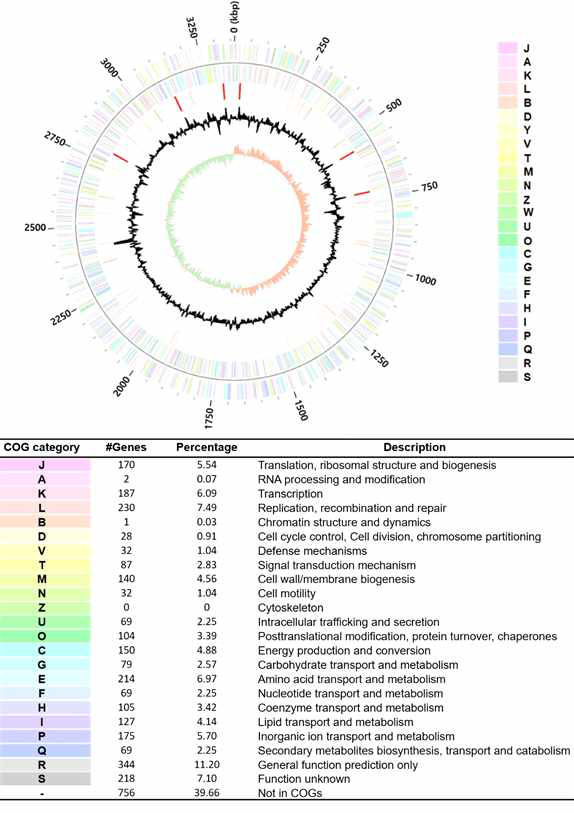 Graphical circular map of the chromosome of Acinetobacter junii strain CAM121. The circular map from outside to the center indicates genes on forward strand (color by COG categories), genes on reverse strand (color by COG categories), RNA genes (tRNAs orange, rRNAs red, other RNAs green), GC content (black), and GC skew (light green/orange). The numbers of functional genes that fall into the COG categories are shown below the circular map