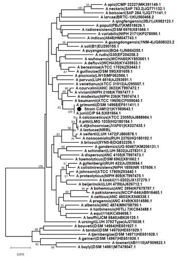 Evolutionary relationship of strain CAM121 with the type strains of Acinetobacter species. Minimum evolution tree of the 16S rRNA gene sequences clusters the associated taxa in the bootstrap test (1,000 replicates) by the ME method using the Close-Neighbor-Interchange (CNI) algorithm at a search level of 1. The tree is drawn to scale, with branch lengths in the same units as those of the evolutionary distances, computed using the Maximum Composite Likelihood method based on the number of base substitutions per site. The Neighbor-joining algorithm was used to generate the initial tree. This analysis involved 59 nucleotide sequences with a total of 1,263 positions in the denoted strain CAM121 and known 58 strains of Acinetobacter species. All ambiguous positions were removed for each sequence pair