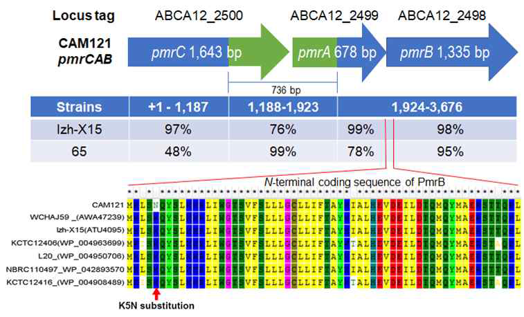 Recombination of the pmrCAB nucleotide sequence in the strain CAM121 shows different similarities of the pmrCAB fragments with two different strains lzh-X15 and 65. A unique amino acid substitution (K5N) is shown in the translated sequence of PmrA of strain CAM121