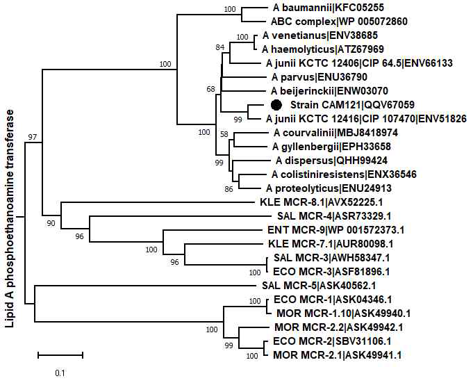 Minimum evolution tree of PmrC proteins in Acinetobacter spp. strains with MCR sequences was constructed by the same method in Fig. 2. This analysis involved 26 amino acid sequences with a total of 570 positions in the final dataset. The analyzed PmrC sequences are divided into two clusters, ABC and NBC, which gather members of the Acinetobacter baumannii complex and the non-baumannii complex, respectively. Host names of MCR sequences are abbreviated at the front of the clone number: ECO, Escherichia coli; SAL, Salmonella enterica; ENT, Enterobacter species; KLE, Klebsiella pneumoniae; and MOR, Moraxella species