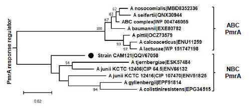 Minimum evolution tree of PmrA proteins in Acinetobacter spp. strains was constructed by the same method in Fig. 2. This analysis involved 13 amino acid sequences with a total of 225 positions in the final dataset. The analyzed PmrA sequences are divided into two clusters, ABC and NBC, which gather members of the Acinetobacter baumannii complex and the non-baumannii complex, respectively