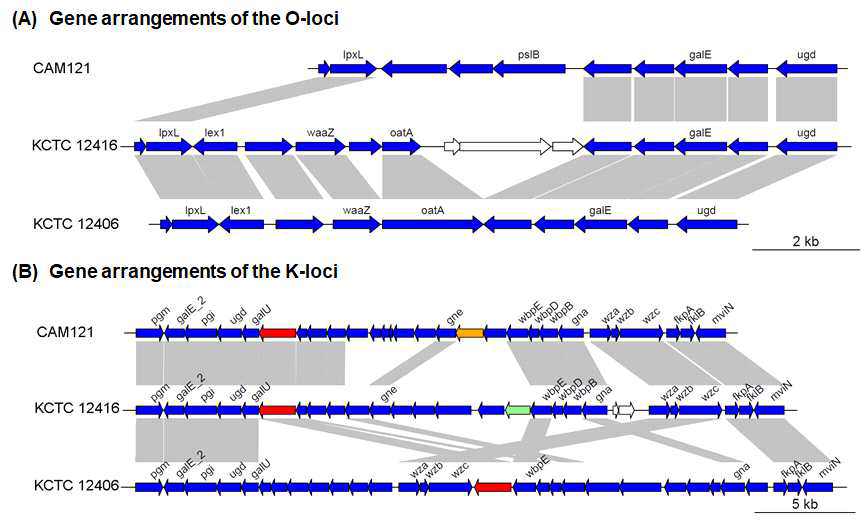 Comparison of the O- and K-loci of Acinetobacter junii strains CAM121, KCTC 12416, and KCTC 12406. (A) Arrangement of genes in the outer core O-loci. The O-loci in the three A. junii genomes are located between ilvE and aspS genes similarly, as is that in the genome of A. baumannii. The O-locus of strain CAM121 lacks a KDOIII transferase waaZ gene, but contains a mannose isomerase pslB gene being different from the other strains. (B) Capsular polysaccharide K-antigen loci in the three A. junii genomes are located between fkpA and tyrB genes, unlikely the K-locus of A. baumannii. High rates of recombination, referred to as a hot spot, are present in the K-loci among the three A. junii strains. Genes containing capsule polysaccharide biosynthesis protein family (PF) domains are colored to red (PF02719), orange (PF01943), and light green (PF13440), which vary with the strains