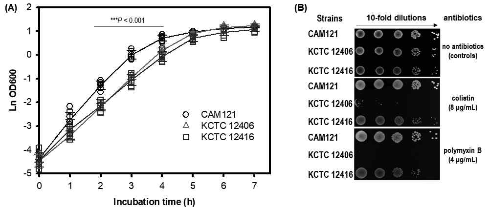 (A) Growth curves and (B) spot dilution assay results of three Acinetobacter junii strains CAM121, KCTC 12416, and KCTC 12406