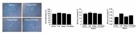 레티놀, TTR 및 Rabp4 단백질 처리에 따른 세포의 증식, 레티놀산 및 T3 농도 관찰. 증식 중인 C2C12 세포에 레티놀, TTR과 Rabp4 단백질을 1일 동안 처리한 후 세포의 증식, 레티놀산 및 T3 농도를 세포에서 관찰하였음 (레티놀산 및 T3 농도는 ELISA 법으로 측정하였음, 처리조건: 레티놀, 레티놀+TTR 단백질, 레티놀+Rabp4, 레티놀+TTR+Rabp4 단백질, 세포 증식 계산은 처리하지 않은 세포의 값을 100 으로 두고 나머지 값을 계산하였음)