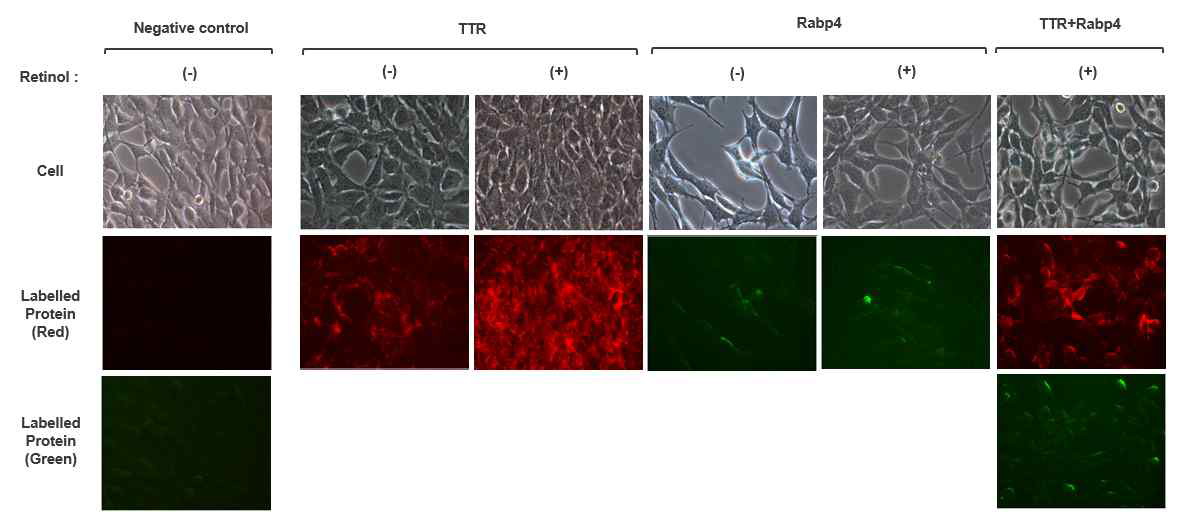 레티놀, TTR 및 Rabp4 단백질 처리에 따른 세포 내 TTR과 Rabp4 단백질 관찰. 증식 중인 C2C12 세포에 레티놀, 형광염색을 한 TTR (붉은색)과 Rabp4 (녹색) 단백질을 30 분 동안 처리한 후 세척하고 형광현미경을 통해 관찰하였음 (Negative control 은 TTR과 Rabp4 단백질을 처리하지 않은 세포임)