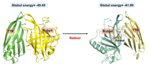 레티놀 여부에 따른 TTR과 Rabp4 단백질의 결합에너지 분석