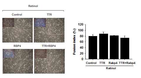 TTR과 Rabp4 단백질 처리에 따른 근관형성. C2C12 세포에 분화배지(DMEM+1%FBS+1%P.S)로 교체하고 TTR 또는 Rabp4 단백질을 2일 동안 처리하였음. 2일 후 Gimsa 염색을 통해 세포를 염색하고 융합지수를 계산하였음(Control 은 단백질을 처리하지 않은 세포를 나타냄)