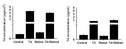 T4와 레티놀 처리에 따른 T4`농도. T4, 레티놀, T4+레티놀을 C2C21에 2일 동안 처리한 후 세포와 배양한 배지에서 T4 농도를 ELISA 법으로 측정하였음 (Control의 경우 아무것도 처리하지 않은 세포를 나타냄)