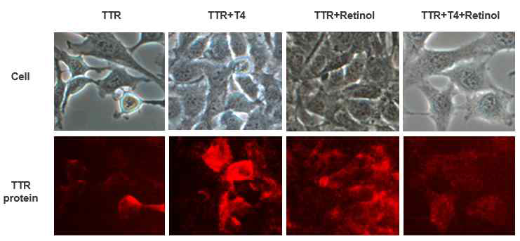 T4 와 레티놀 처리에 따른 세포 내 TTR. C2C12 세포에 TTR 단백질, TTR 단백질+T4, TTR 단백질+레티놀, TTR 단백질+레티놀, TTR 단백질+T4+레티놀을 30분간 처리하고 세척한 후 형광현미경으로 TTR 단백질의 위치를 확인하였음 (TTR 단백질: 붉은색)