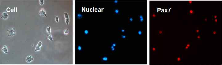 Pax7 단백질 발현. 마우스 근육에서 MSCs를 분리 후 13일 동안 배양한 MSCs에서 Pax7 단백질의 발현을 면역세포 분석법(Immunocytochemistry)으로 확인하였음(파란색: 핵, 붉은색: Pax7)